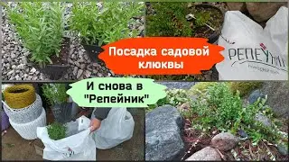 Посадка садовой клюквы