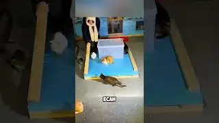 Теплый дом для котят 🐈🐈 