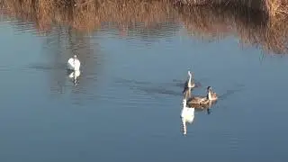 Лебединое озеро на даче!!!
