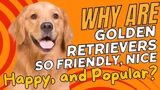 Why Are Golden Retrievers So Friendly, Nice, Happy, and Popular?🐕😊