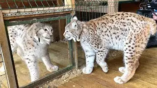 LYNX SAW THE LYNX FOR THE FIRST TIME / Simba meets the bride