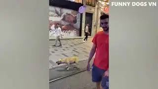 Funniest Animals Video   Funny Dogs And Cats   Try Not To Laugh Animals  2023😍😍😍🤪🤪🤪🤣🤣🤣🤣🤣