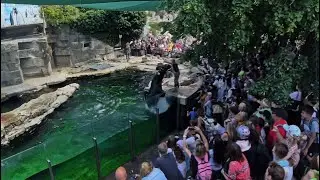 Mähnenrobbenfütterung im Zoo Schönbrunn Wien (4K). Infos in der Beschreibung.