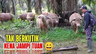 KAWANAN KERBAU BULE YANG GEMOY NAMUN BERBAHAYA