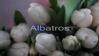 Albatros & Sweet Rosy Tulips (мы теплица Лаврики , это наши тюльпаны! =)