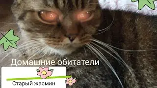 Забытый жасмин