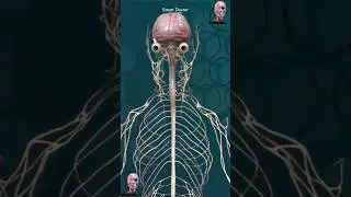 Complete Human Nervous System  🧠