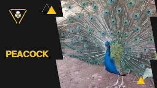 Beautiful PEACOCK #animals #zoo #channel