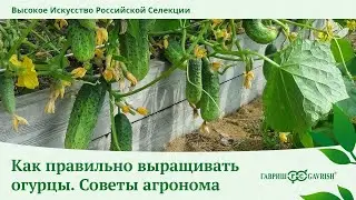 Агротехника выращивания огурцов. Советы агронома