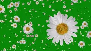 Flowers Falling Animation Green Screen Free Effects