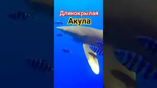 Длиннокрылая акула! 