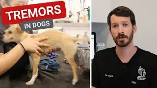 Tremors in Dogs || Causes and What They Mean