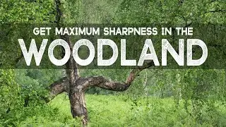 Tips for SHARPER Woodland Photography