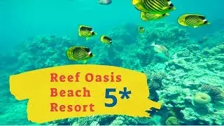 Египет, отель Reef Oasis Beach Resort 5٭  Отзывы