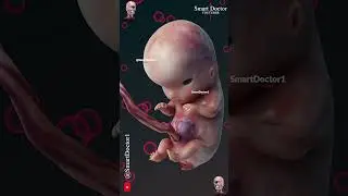 Fetal Development | The Creator's Miracle 🤰🏻💞👶🏻
