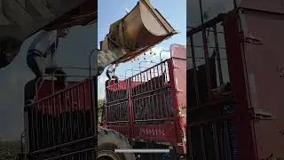 Use A Loader To Load Pomegranates Ruined By Hail !