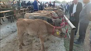 Qoqon mol bozori yosh buqalar narhlari bilan tanishing 22.05.2024yil