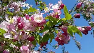 Apple blossom in the month of May. Blooming apple tree! Apple blossom in the month of May.