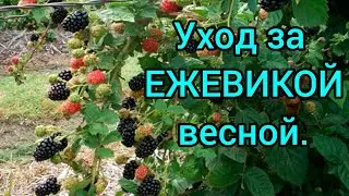 Уход за ЕЖЕВИКОЙ весной.Подкормка,обрезка 