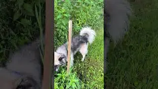 Новый член семьи из приюта. Миха пёс.