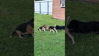 Все мы девочки такие🤣#бигльфарадэймладший #фараихлоя #смититони #beagledog #alabai