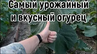 Этот огурец завалит вас урожаем . Самый вкусный и урожайный огурец .