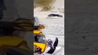 Серый обычный волк весом 80 кг бежит от огромного ужасного полярного волка🐺весом 170кг #wolf
