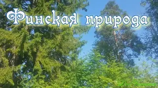Финская природа. Finnish nature. Suomen luonto