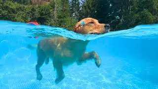 LIVE Pool Party! Golden Retriever’s Splash-tastic Pool Jumps!