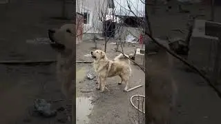 Top 3 Indian Dog Most Powerful 👹 