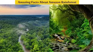 15 Interesting Facts About Amazon Rainforest | Amazon Rainforest Ke Bare Me 15 Khas Bate