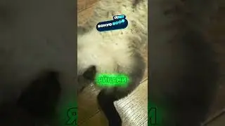 Наелся и спит котяра😼