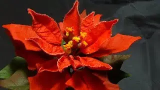 ПУАНСЕТТИЯ ИЗ ПОЛИМЕРНОЙ ГЛИНЫ ( Poinsettia Polymer Clay)