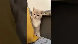 Beautiful and cute little cats . A beautiful moment 