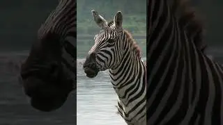 Fun Facts About Zebras - Zebra Fun Facts