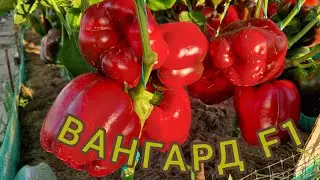 ПЕРЕЦ ВАНГАРД F1. ИНДИВИДУАЛЬНЫЙ ОБЗОР ТЯЖЁЛОГО, КРУПНОГО ПЕРЦА. УРОЖАЙНОСТЬ С КУСТА. ОТЗЫВЫ. Pepper