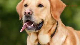 Suara anjing menggonggong || untuk anak susah tidur