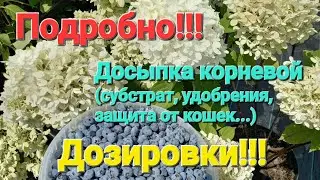 Досыпка голубики в сентябре. Дозировки удобрений.