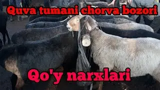 Quva Chorva bozori qo'y narxlari