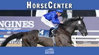 Breeders' Cup 2024 top turf contenders on HorseCenter