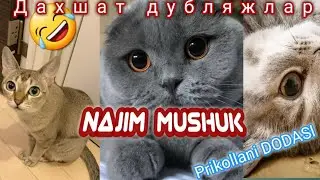 Najim Mushukdan Sveji Hazillar 2020 | Gapiradigan Mushuk | Azikboom prikol dublaj