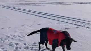 Lake Simcoe Cooks bay Ice report Jan.30th.2021