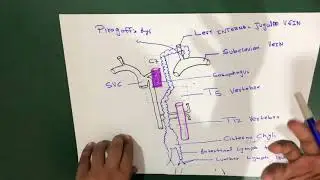 Thoracic Duct  (Anatomy)