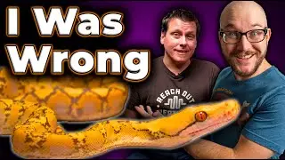 I Was WRONG About Reticulated Pythons | Why Super Dwarf Retics Are King! With 