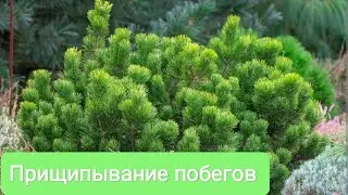 Прищипывание побегов сосна