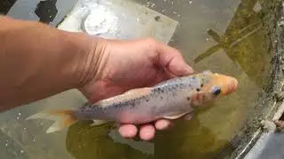 Another koi died from a bee sting! Погиб очередной карп кои от укуса пчелы!