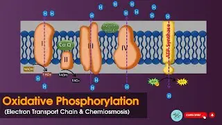 Oxidative phosphorylation || Electron transport chain (ETC) || Chemiosmsis || Biochemistry