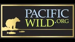 Northern Resident Killer Whale Hydrophone Recording - June 15, 2013