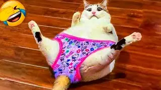 Try not to laugh at these funny cats and dogs 😂