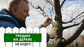 Что делать, если трескается кора? Это должен знать каждый!